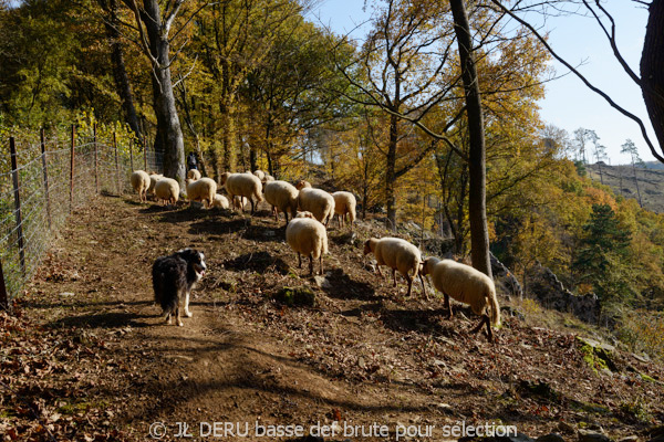 paysage automne